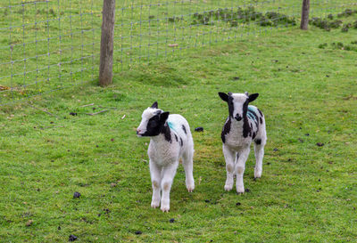 Horses standing in a field