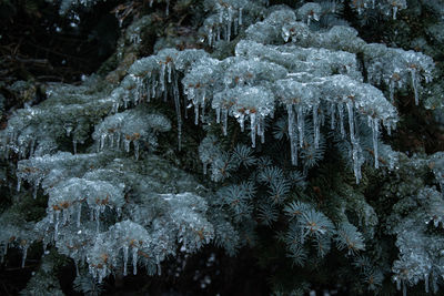 Close-up of frozen trees in forest during winter