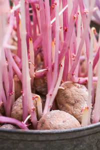 Potato with sprouts in metal bucket outdoors. vegetables prepared for planting.