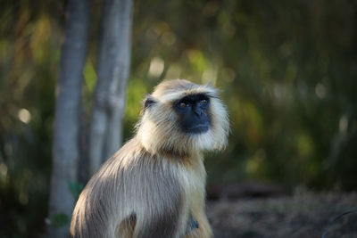 Close-up of monkey sitting on tree in forest