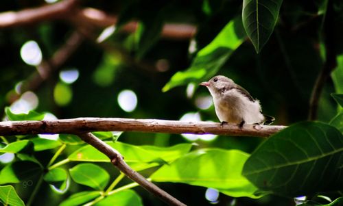 Bird perching on a tree