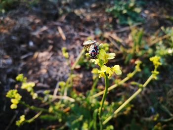 Close-up of insect pollinating on flower