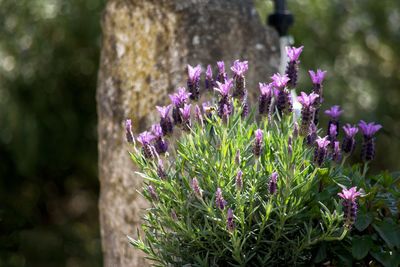 Close-up of purple flowering plants