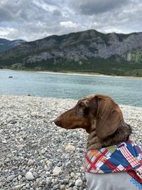 Dog looking at lake shore
