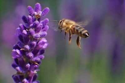 Close-up of bee pollinating on lavender