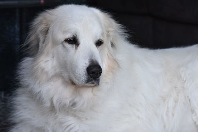 Pyrenean mountain dog relaxing 