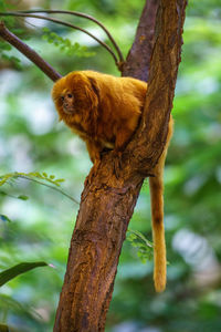 Close-up of monkey on tree