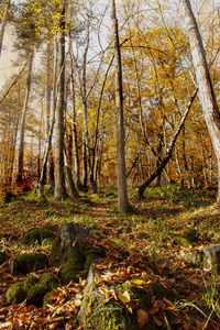 Trees growing in forest during autumn