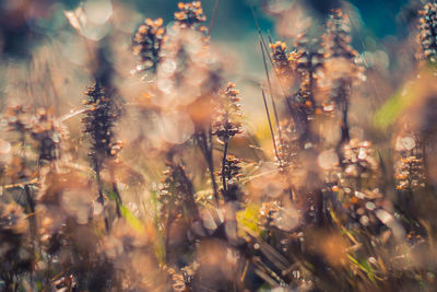 Close-up of flowering plants on field