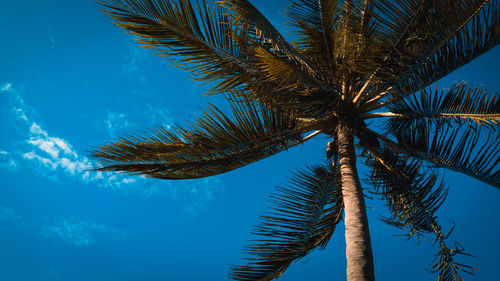 Low angle view of palm trees against blue sky