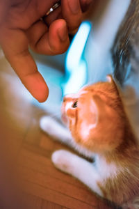 Cropped image of hand holding cat