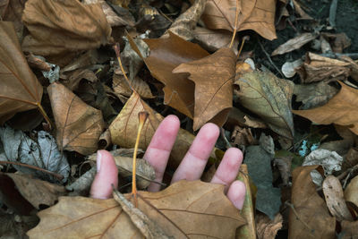 High angle view of hand holding maple leaves