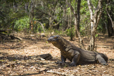 Komodo dragon or varanus komodoensis endangered species dinosaur lizard indonesia