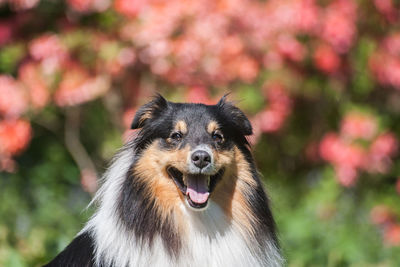 Tricolor adorable shetland sheepdog - sheltie portrait