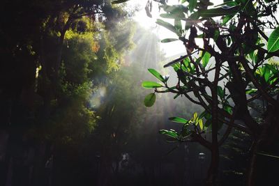 Plants growing on tree