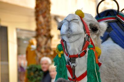 Close-up portrait of camel