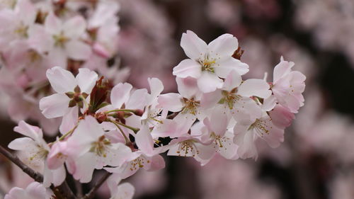 Close-up of cherry blossoms