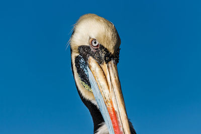 Close-up of pelican against clear blue sky