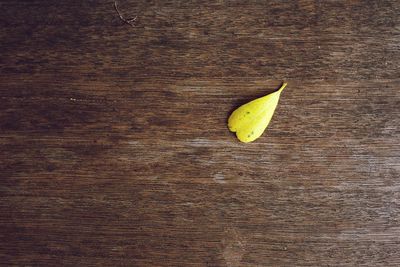 Directly above shot of yellow leaf on wooden table