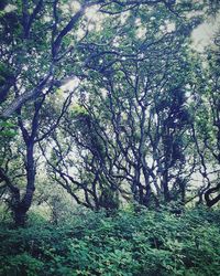 Plants growing on tree