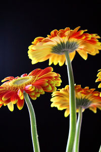 Close-up of orange day lily blooming outdoors