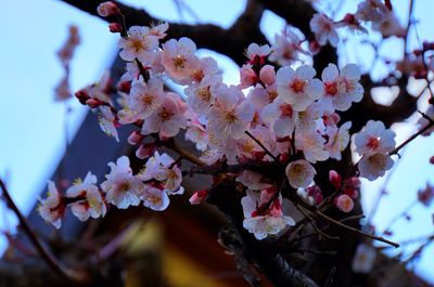 Low angle view of apple blossoms in spring