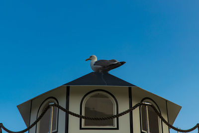 Low angle view of seagull perching on wall