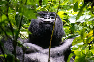 Portrait of a monkey in the forest