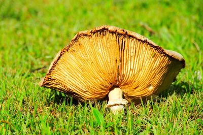 Close-up of mushroom growing on field