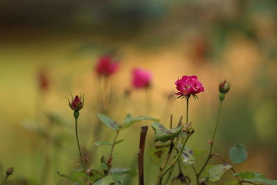 Close-up of pink flowering plants