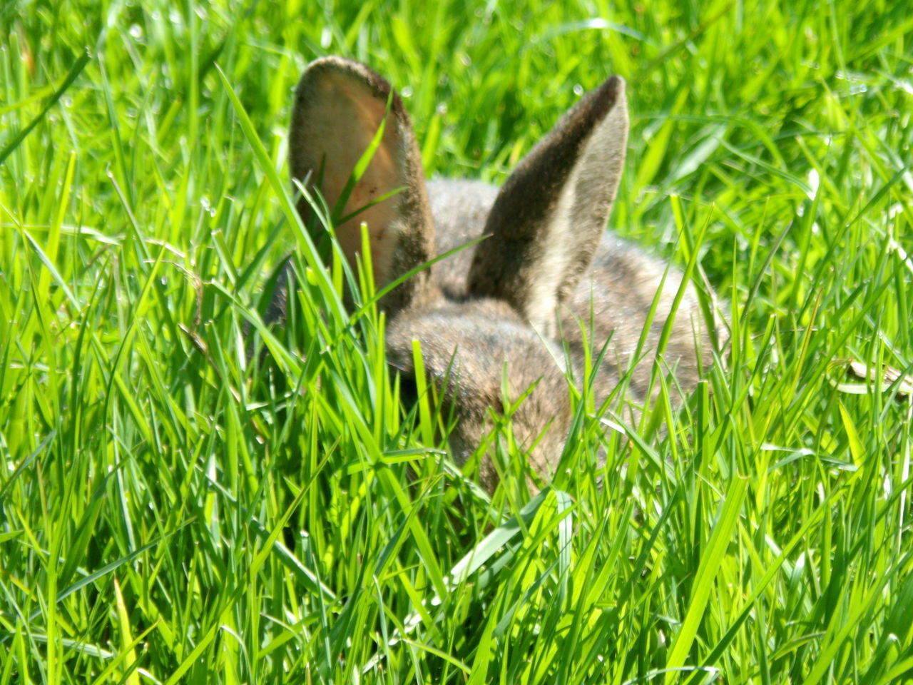 VIEW OF A CAT ON GRASS