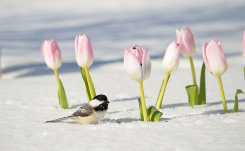 Black-capped chickadee on tulips in spring