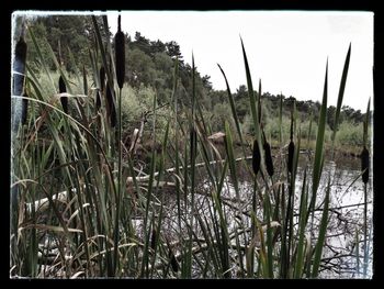 Tranquil scene of lake