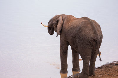 Elephant standing in a water