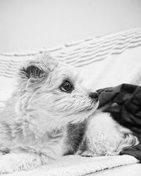 Close-up of dog lying on bed