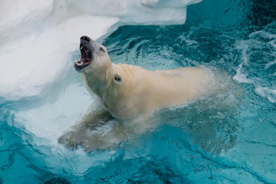 High angle view of dog in swimming pool