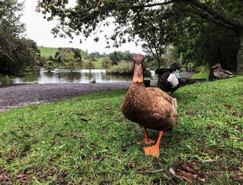 View of bird on lakeshore