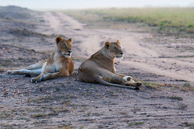Lionesses relax by a dirt path in the maasai mara