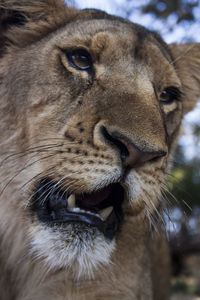 Close-up portrait of cat