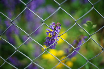 Close-up of purple flowering plants seen through chainlink fence