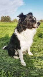 Dog looking away on field