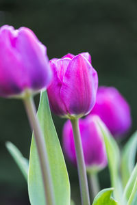Close-up of pink rose flower
