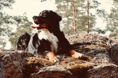 Dog looking away on rock