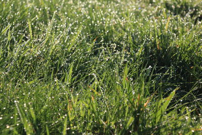 Full frame shot of wet grass