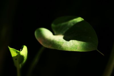 Close-up of fresh green plant against black background