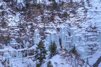 Trees in forest during winter