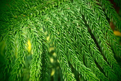 Close-up of fresh green plants