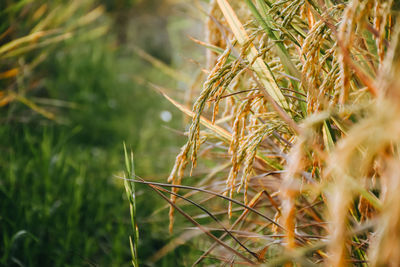 Close-up of grass growing on field