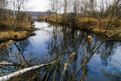 Reflection of bare trees in lake