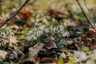 Close-up of dry leaves on field